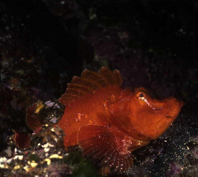 Rhinopias xenops